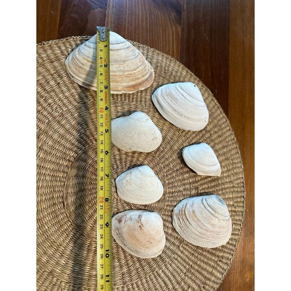 Ocean Sea shells - Picture 5 of 8